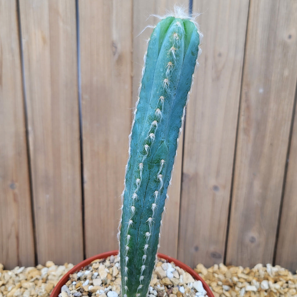 Pilosocereus cephalocereus palmeri Large