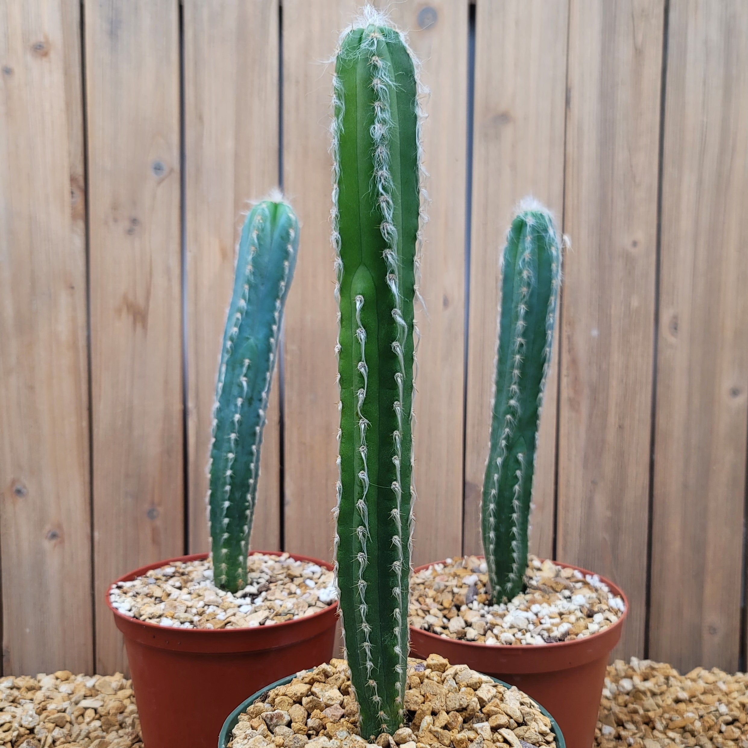 Pilosocereus cephalocereus palmeri Large