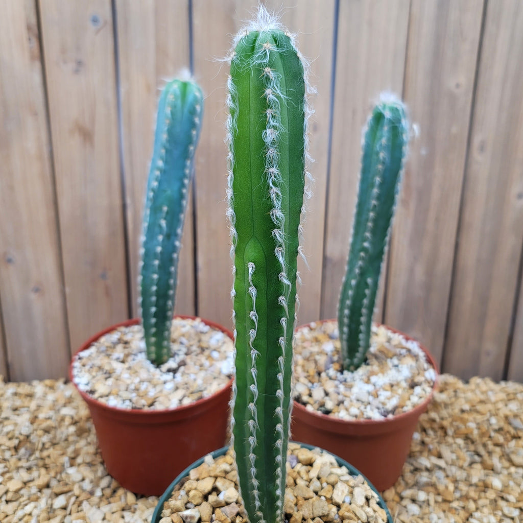 Pilosocereus cephalocereus palmeri Large