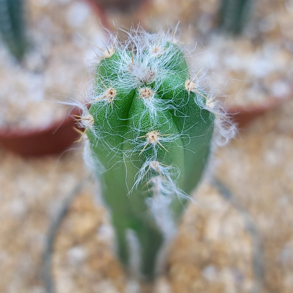 Pilosocereus cephalocereus palmeri Large
