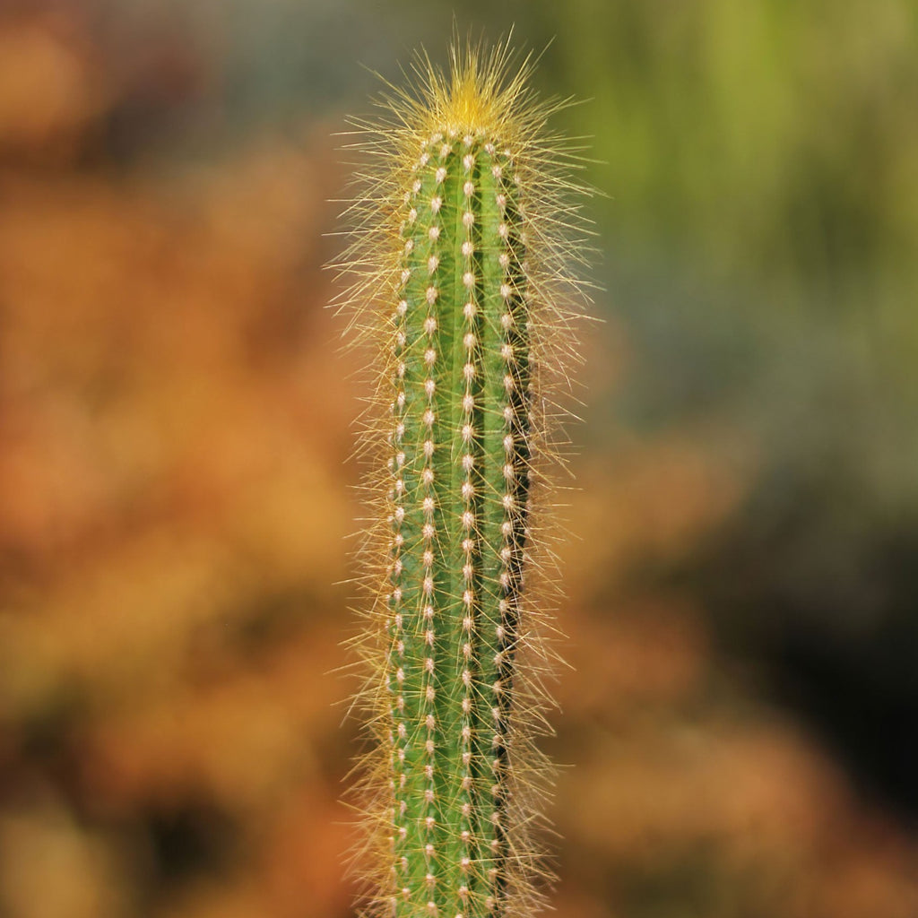 Pilosocereus tillianus