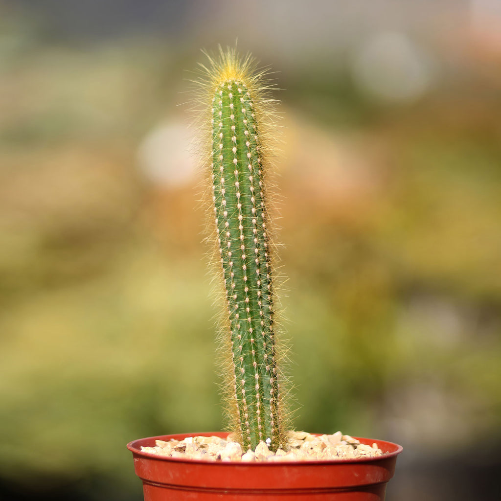 Pilosocereus tillianus
