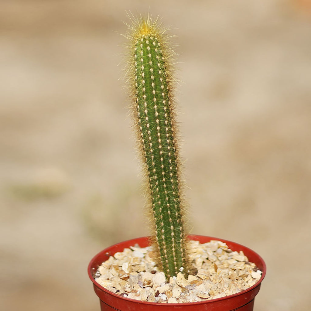 Pilosocereus tillianus
