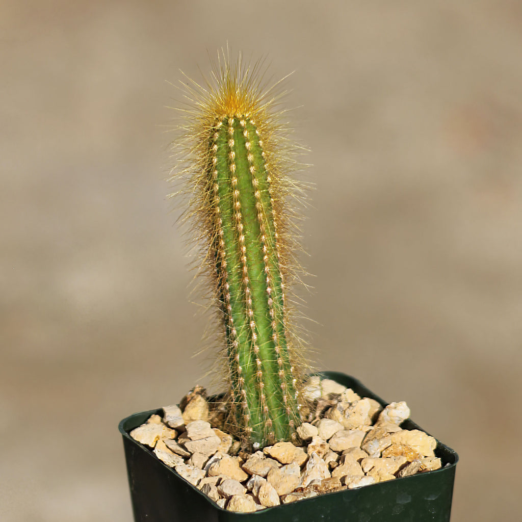 Pilosocereus tillianus