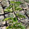 Texas Ebony Tree ‘Pithecellobium flexicaule’