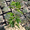 Texas Ebony Tree ‘Pithecellobium flexicaule’