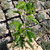 Texas Ebony Tree ‘Pithecellobium flexicaule’