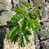 Texas Ebony Tree ‘Pithecellobium flexicaule’