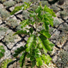 Texas Ebony Tree ‘Pithecellobium flexicaule’