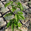 Texas Ebony Tree ‘Pithecellobium flexicaule’