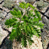 Texas Ebony Tree ‘Pithecellobium flexicaule’