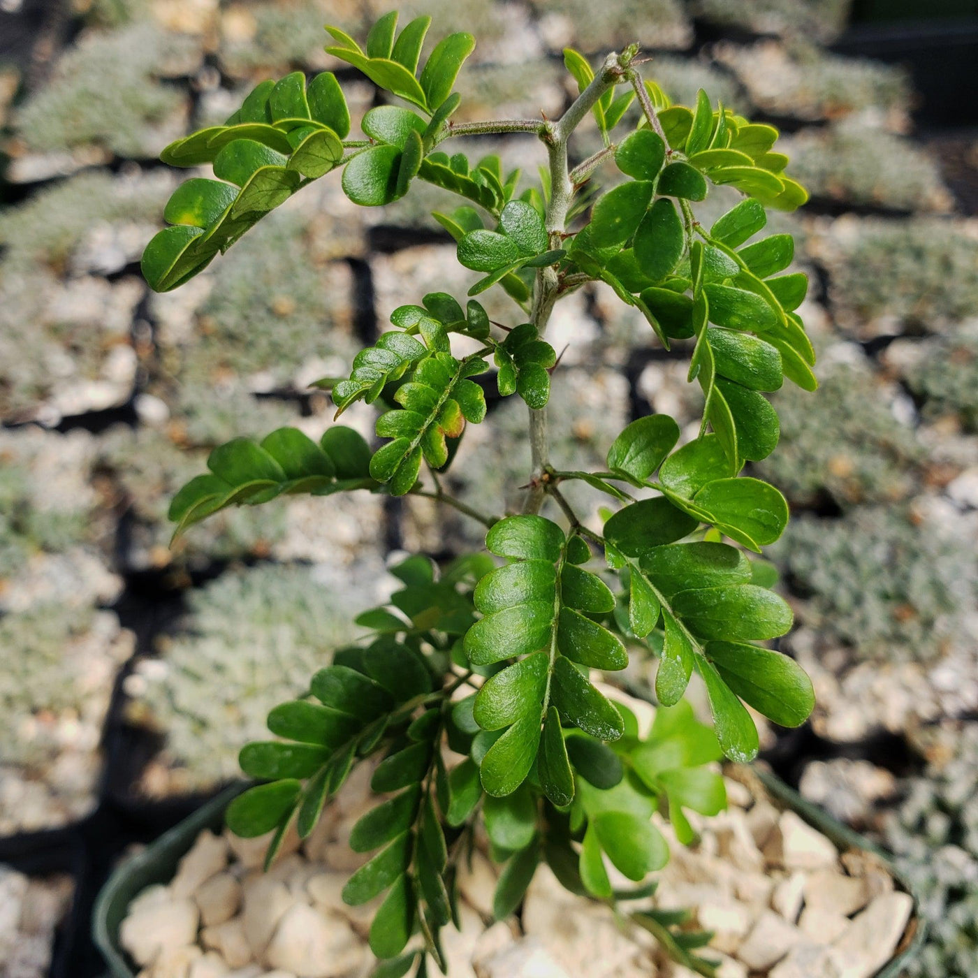 texas ebony bonsai tree Shop 'Texas Ebony Tree – Pithecellobium flexicaule' Care & Info