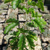 Texas Ebony Tree ‘Pithecellobium flexicaule’