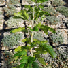 Texas Ebony Tree ‘Pithecellobium flexicaule’