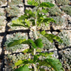 Texas Ebony Tree ‘Pithecellobium flexicaule’