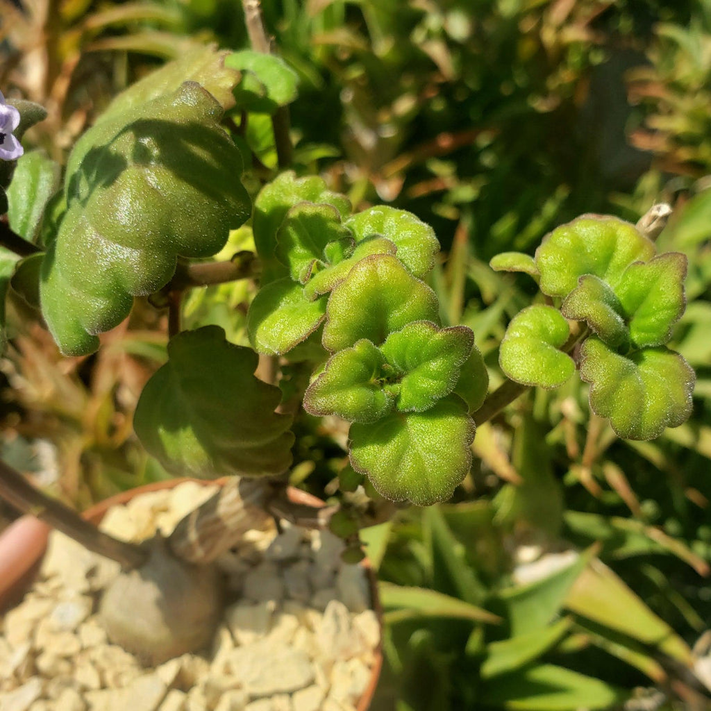 Plectranthus ernstii