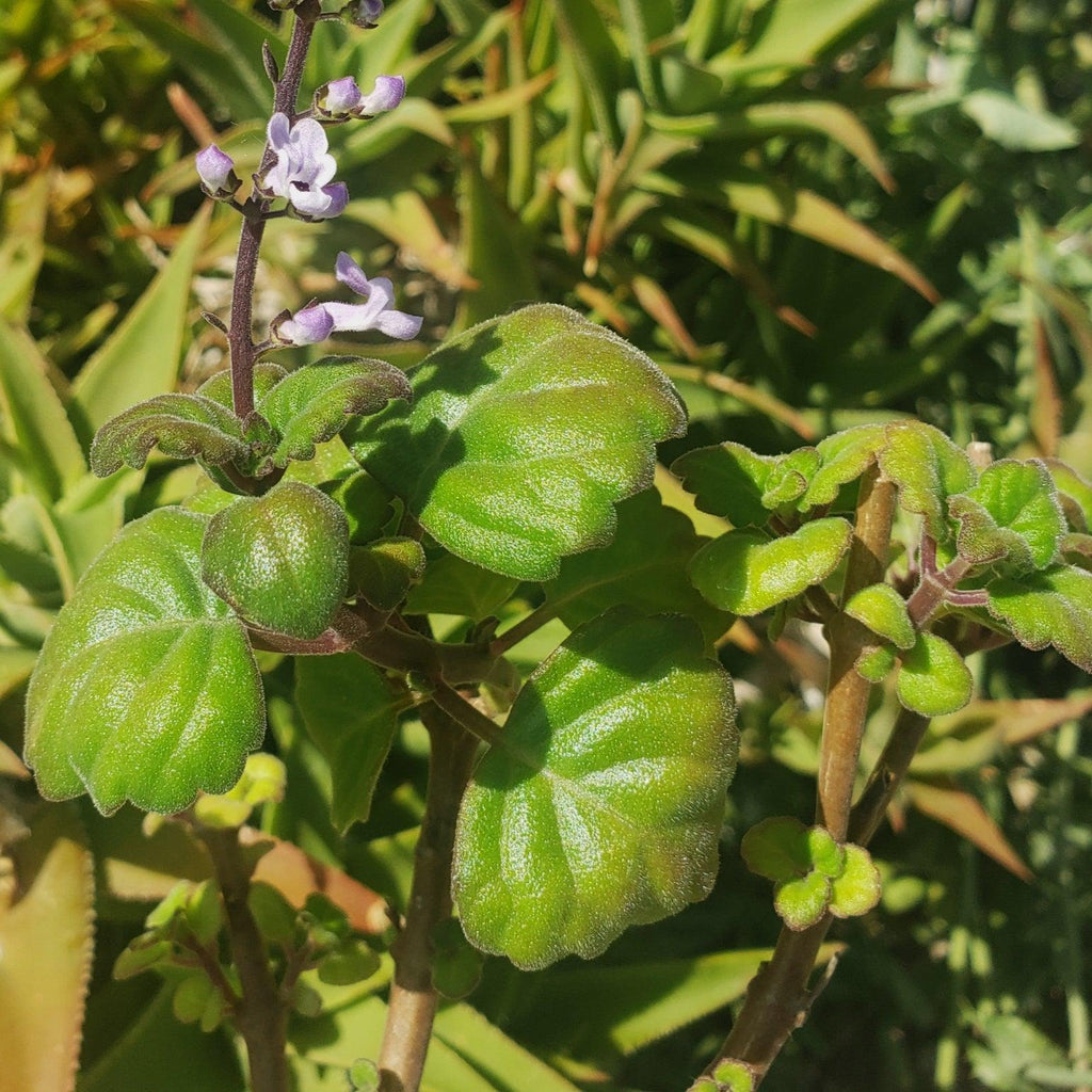 Plectranthus ernstii
