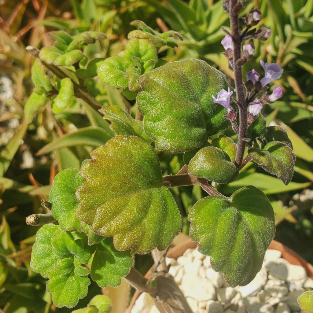 Plectranthus ernstii