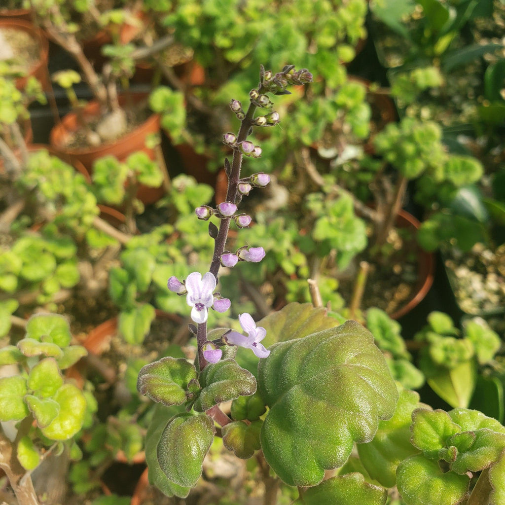 Plectranthus ernstii