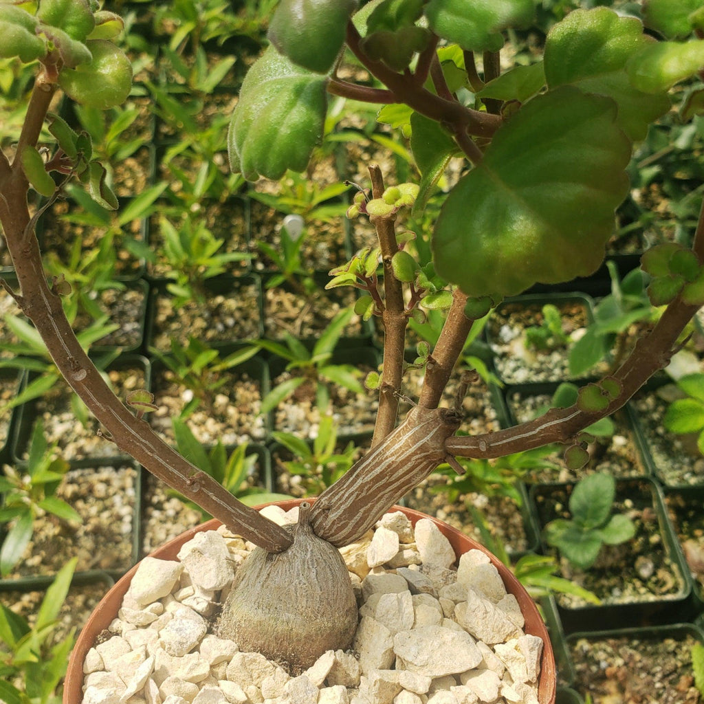 Plectranthus ernstii