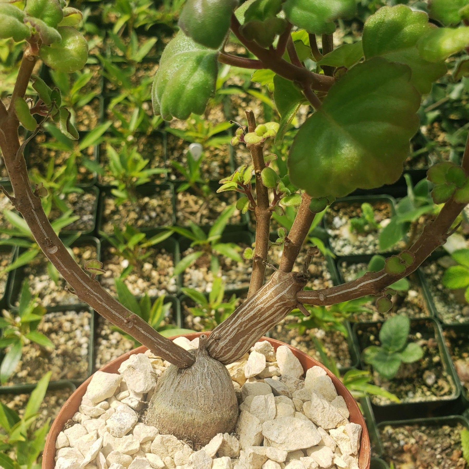 mint bonsai tree Plectranthus ernstii