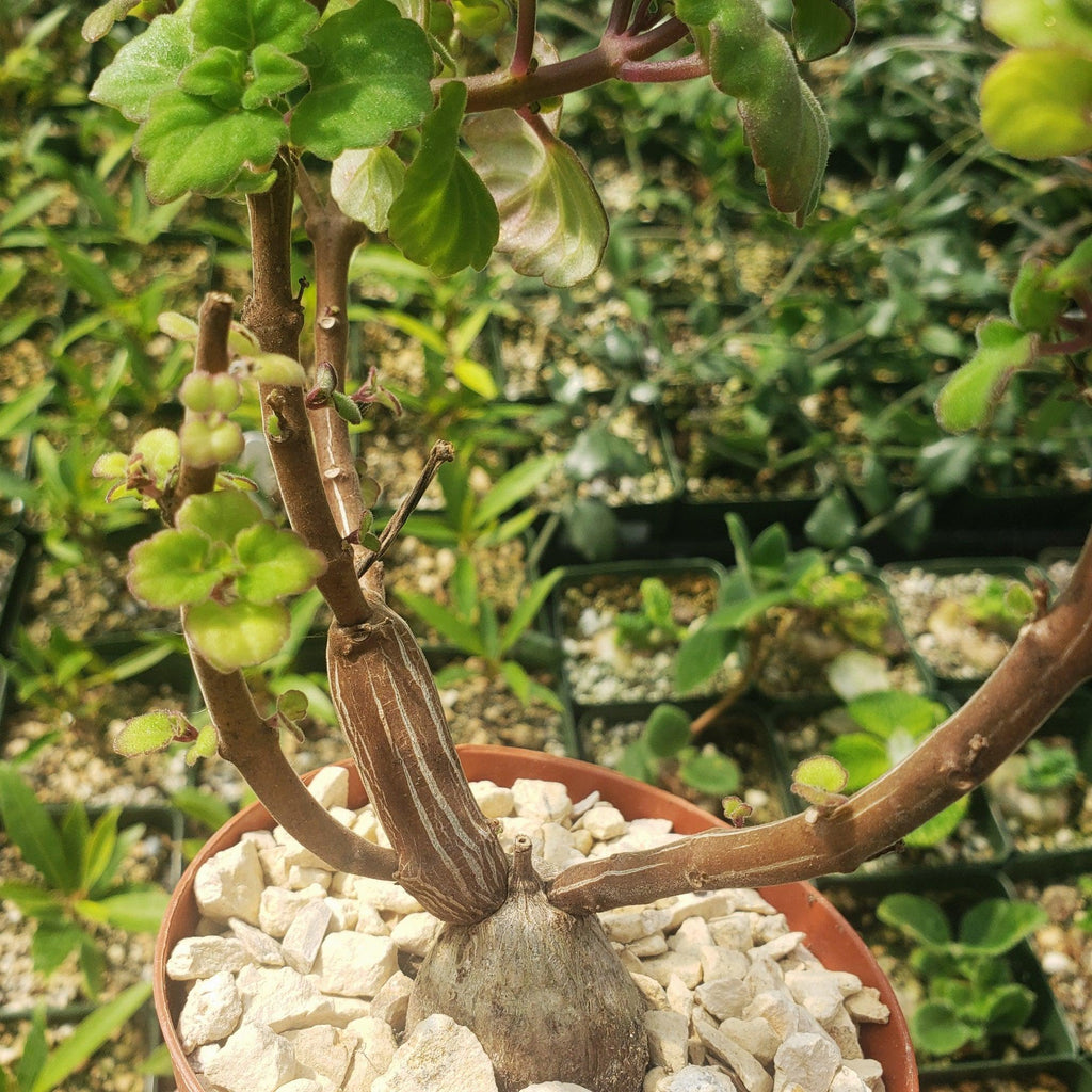 Plectranthus ernstii
