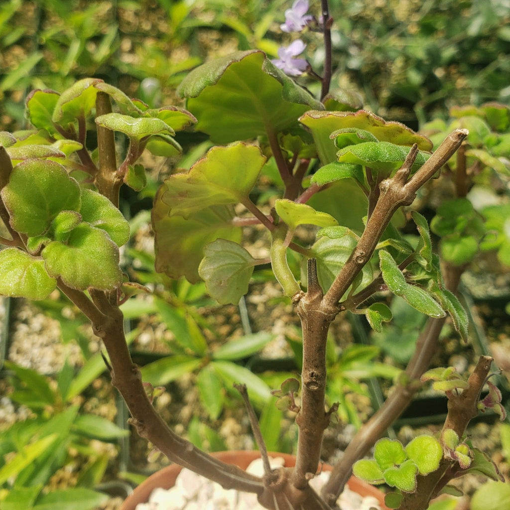 Plectranthus ernstii
