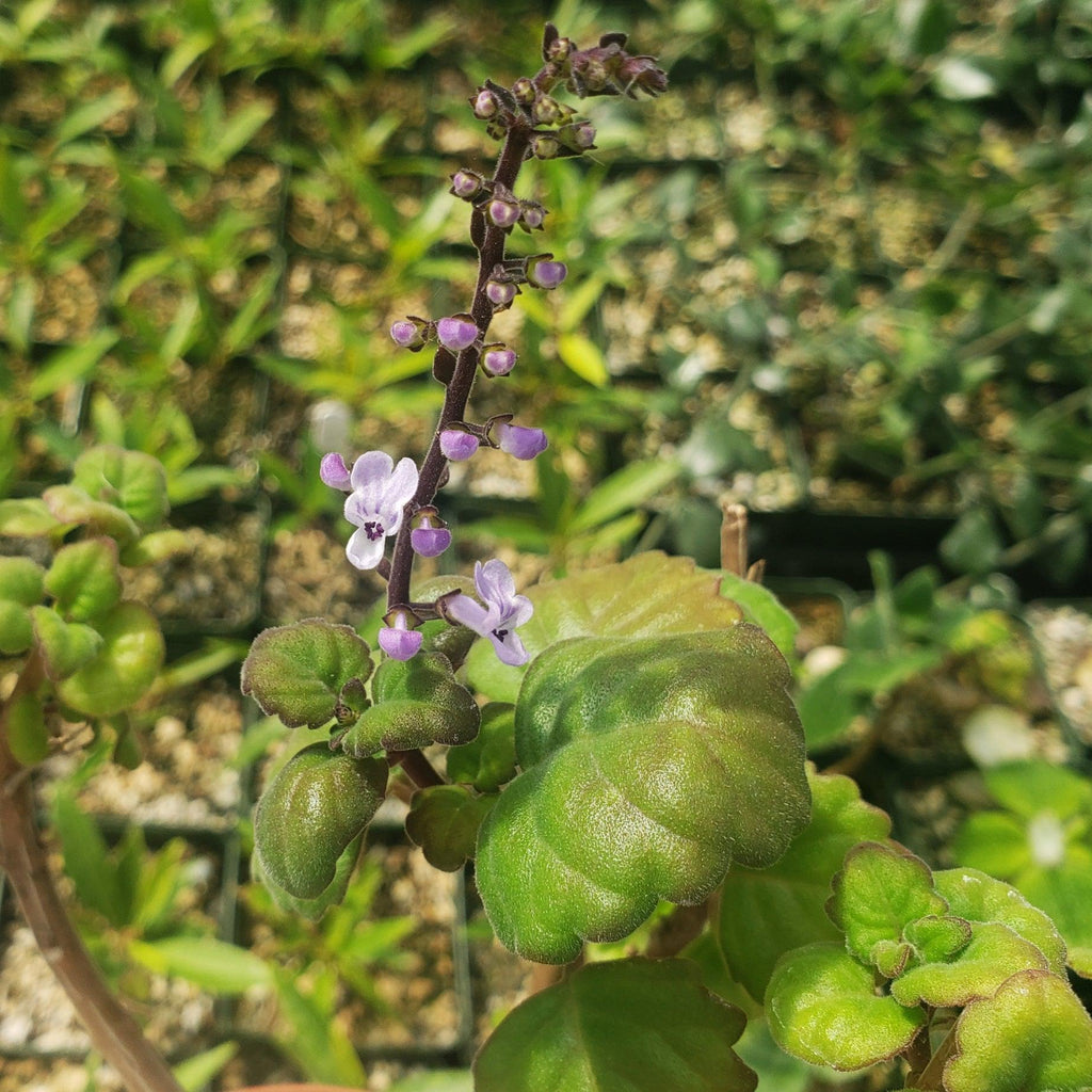 Plectranthus ernstii