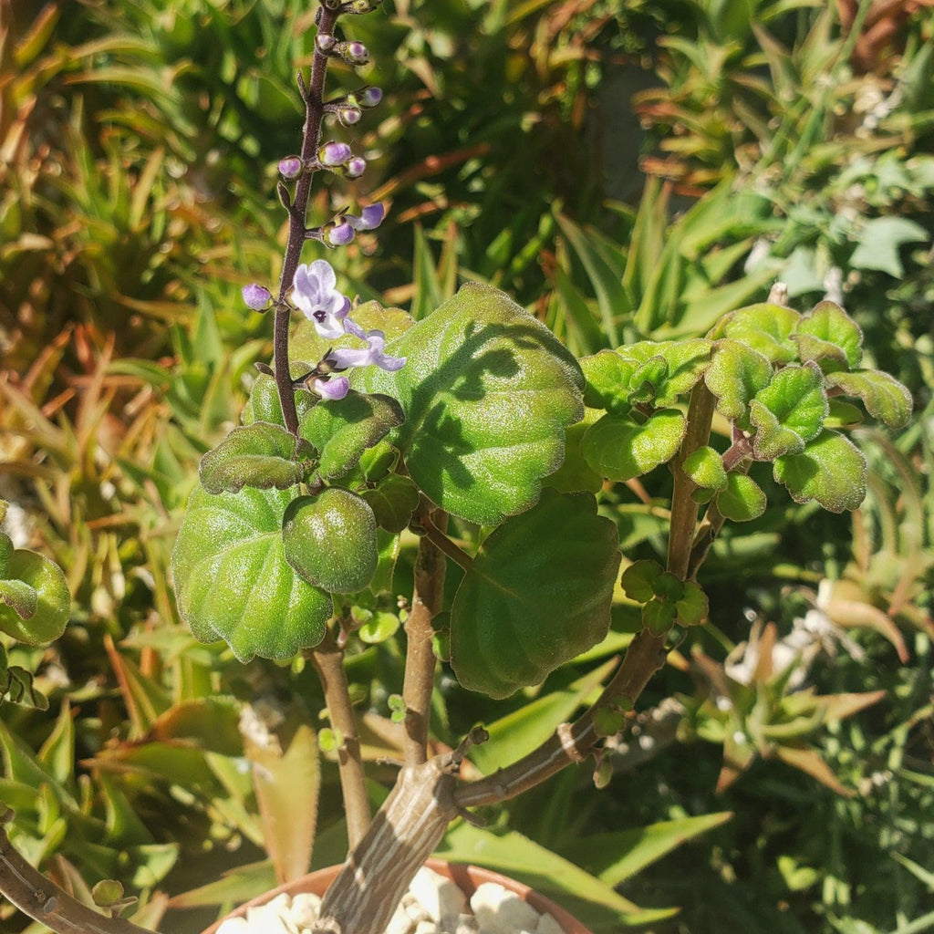 Plectranthus ernstii