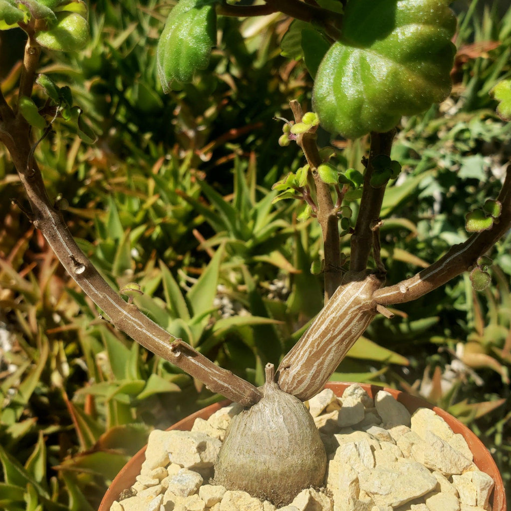 Plectranthus ernstii