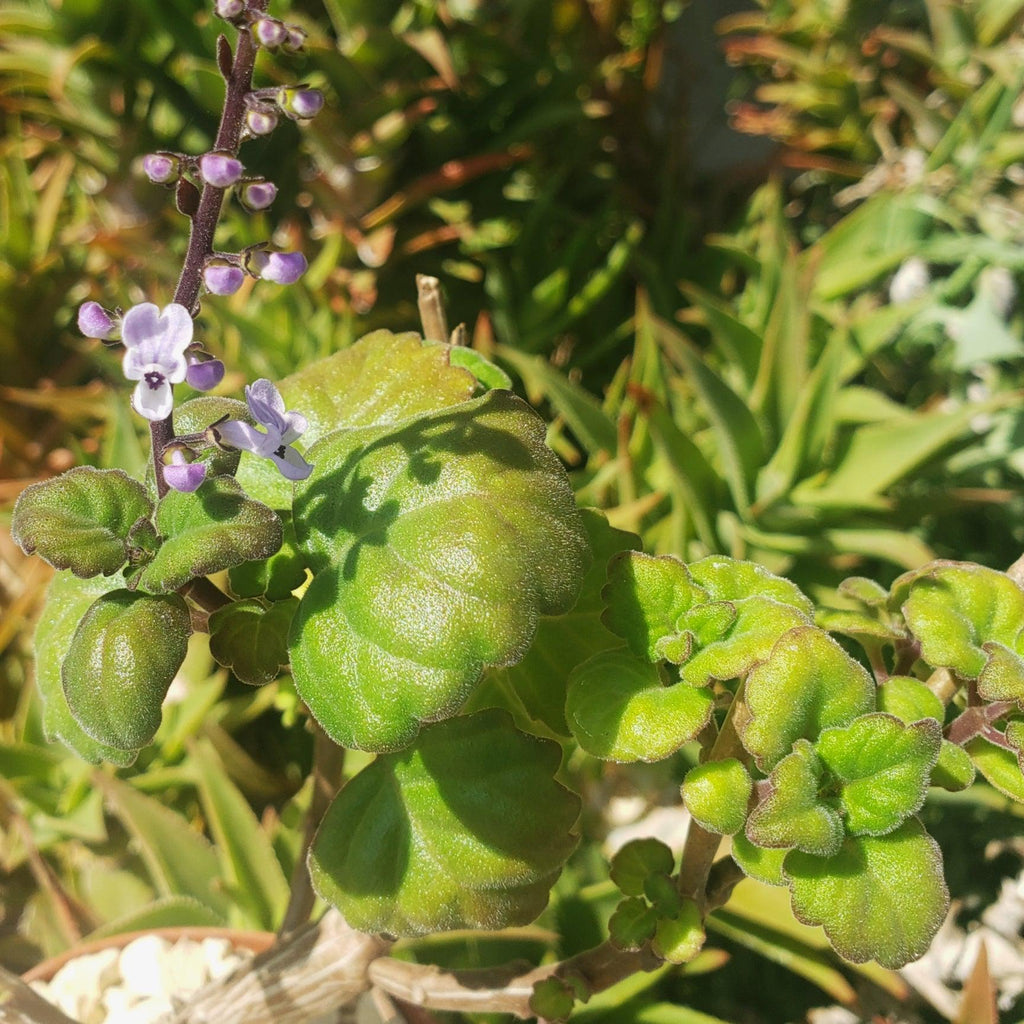 Plectranthus ernstii