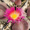 Pleiospilos nelii Royal Flush