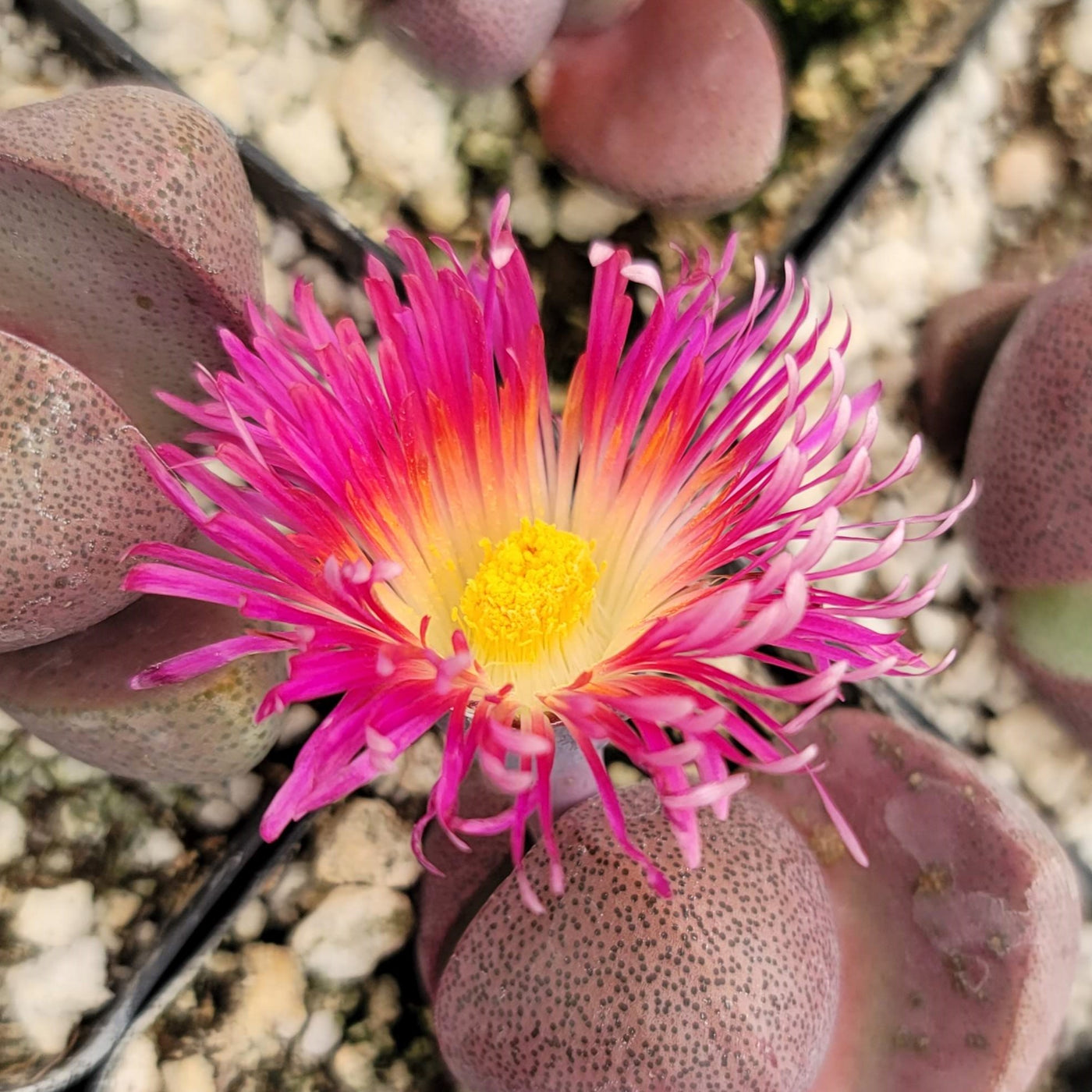 royal flush succulent Purchase Pleiospilos Nelii 'Royal Flush' | Shop Now
