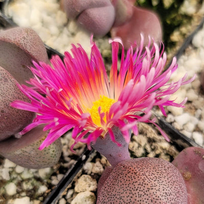 split rock succulent bloom Pleiospilos nelii Royal Flush
