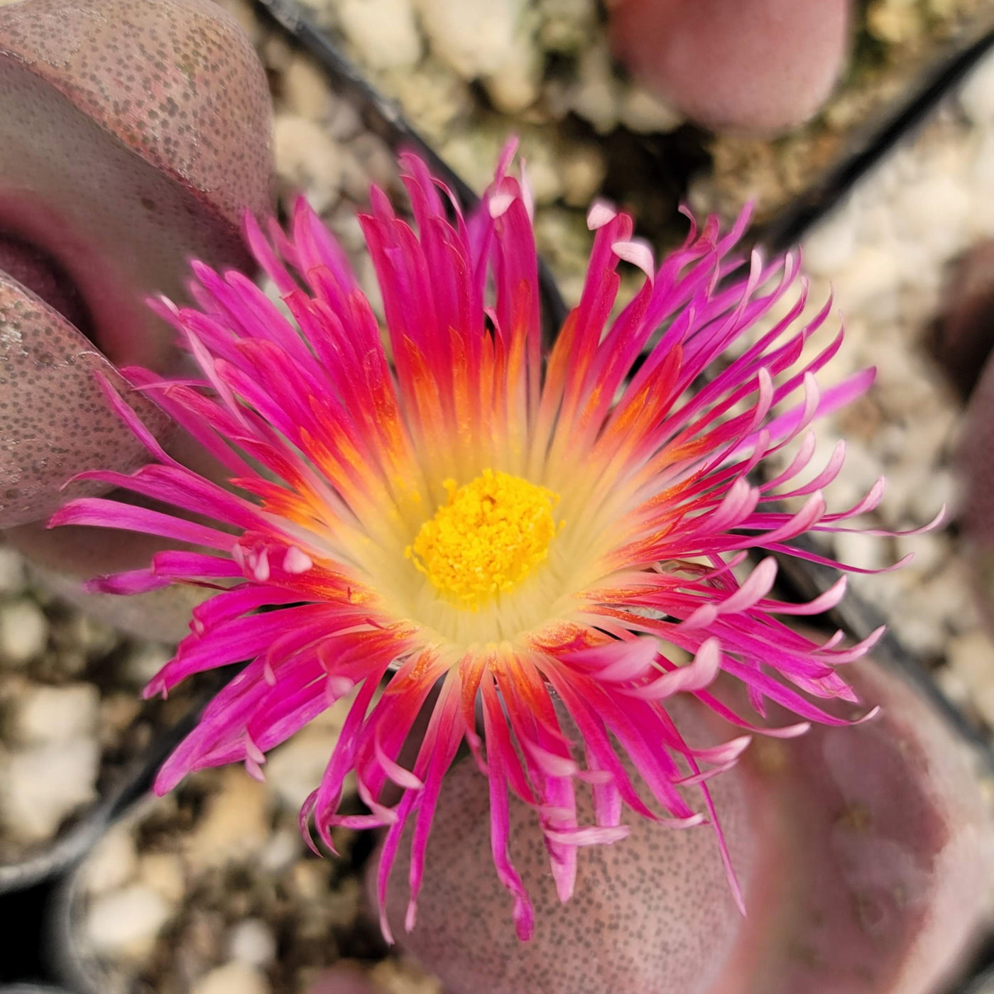 succulent with pink blooms Purchase Pleiospilos Nelii 'Royal Flush' | Shop Now