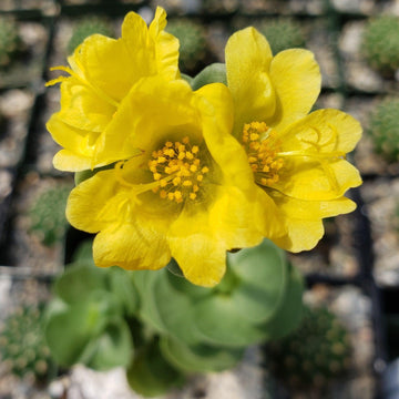 portulaca succulent Shop 'Ihi - Portulaca molokiniensis'Care and Growing Guide