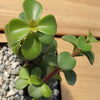 2 Inch Portulacaria Afra Decumbent