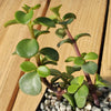 2 Inch Portulacaria Afra Decumbent