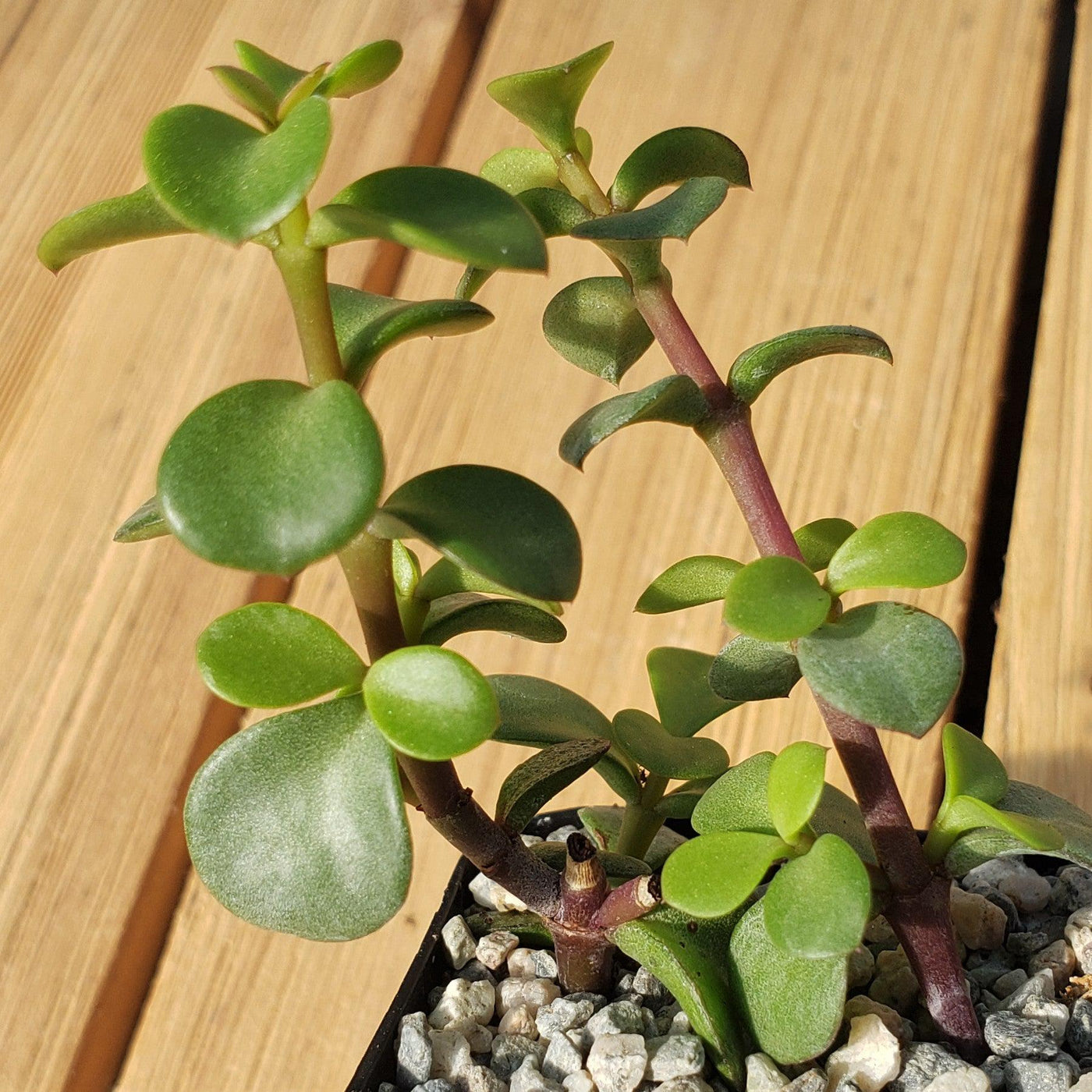portulacaria afra 'decumbent' - miniature jade Shop For Portulacaria afra Decumbent | Elephant Bush