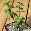 2 Inch Portulacaria Afra Decumbent