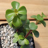 2 Inch Portulacaria Afra Decumbent