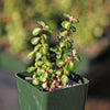 Midstripe Rainbow Bush - Portulacaria afra &