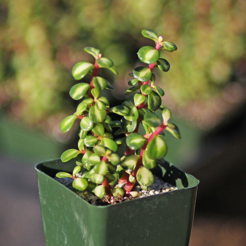succulent with pink stem and green leaves Midstripe Rainbow Bush