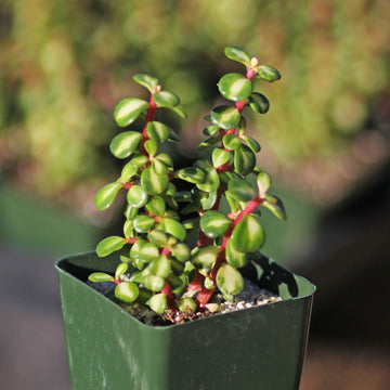 rainbow house plant Midstripe Rainbow Bush