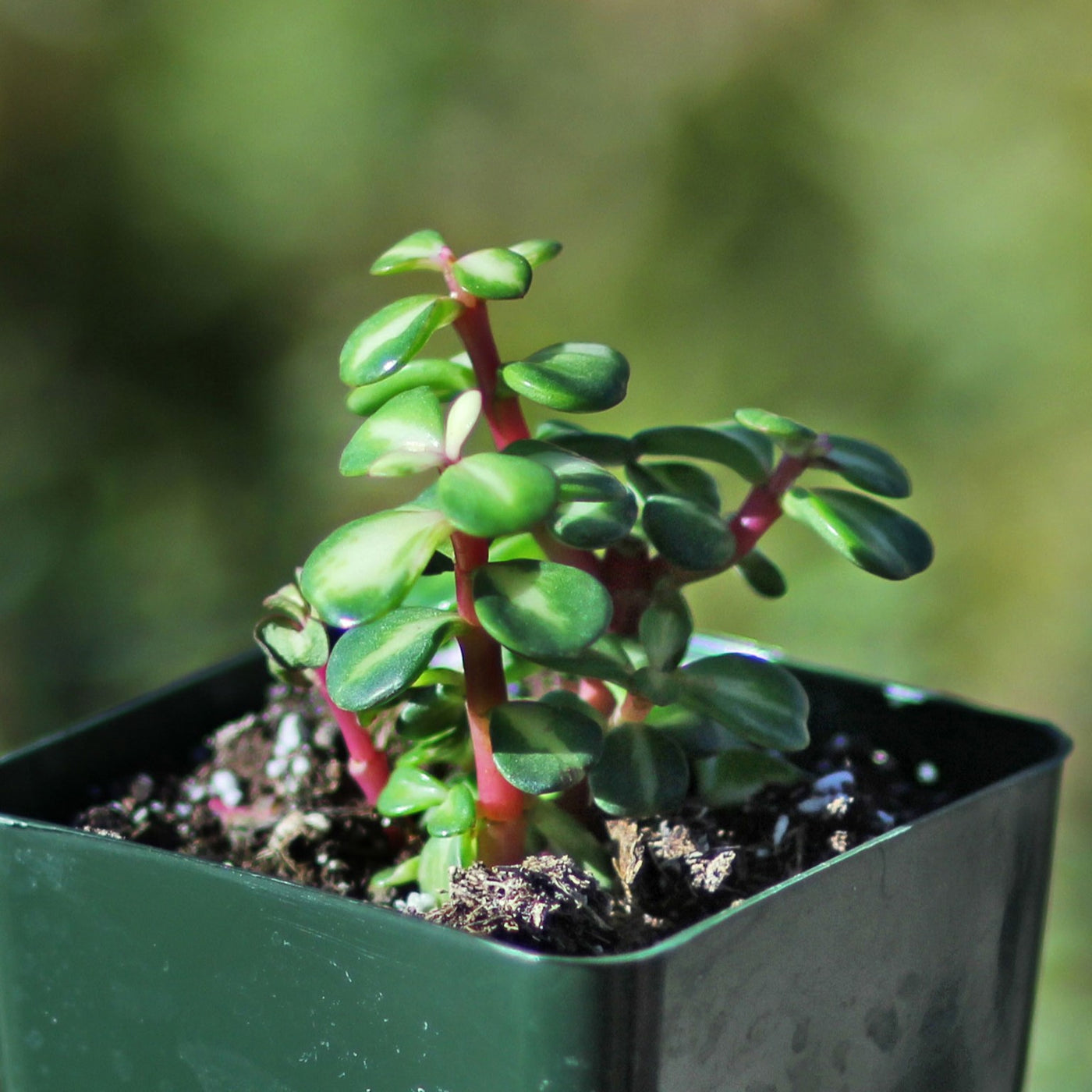 portulacaria afra medio picta care Midstripe Rainbow Bush