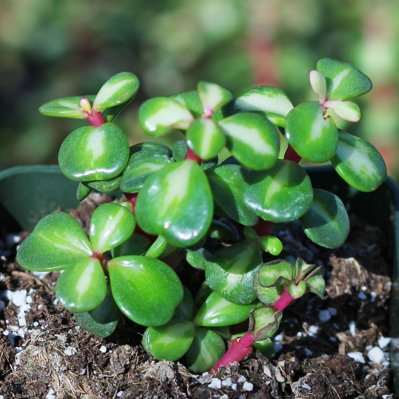 crassula portulacaria afra bicolor mediopicta Midstripe Rainbow Bush