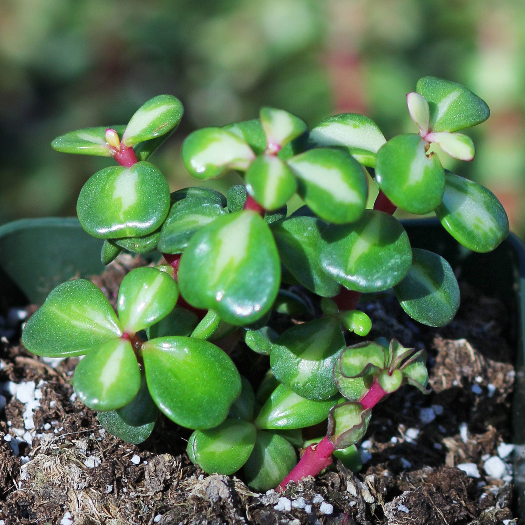 portulacaria afra medio picta care Midstripe Rainbow Bush