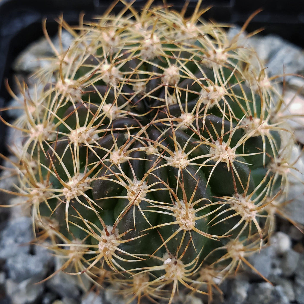 Pseudolobivia cardenasiana