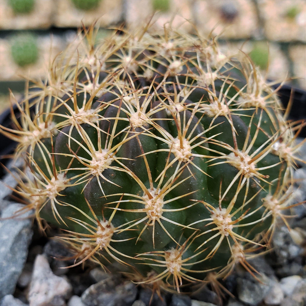 Pseudolobivia cardenasiana