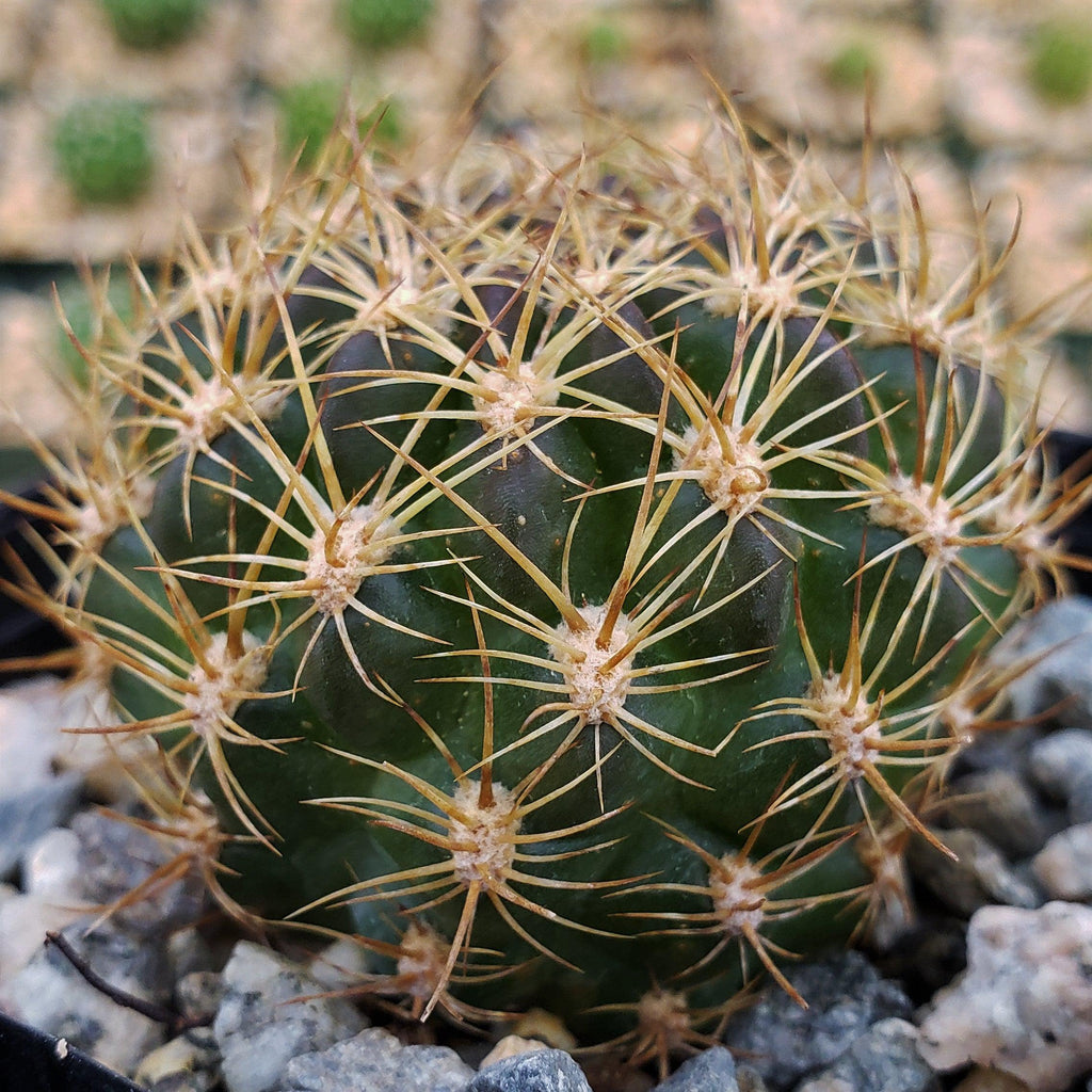 Pseudolobivia cardenasiana